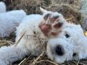 Komondor-type puppies