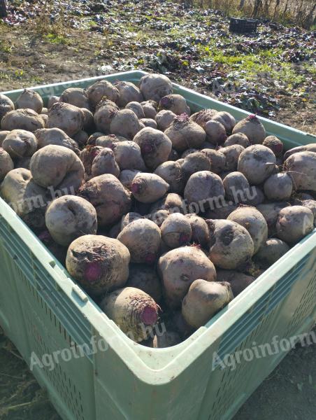 Beetroot for sale