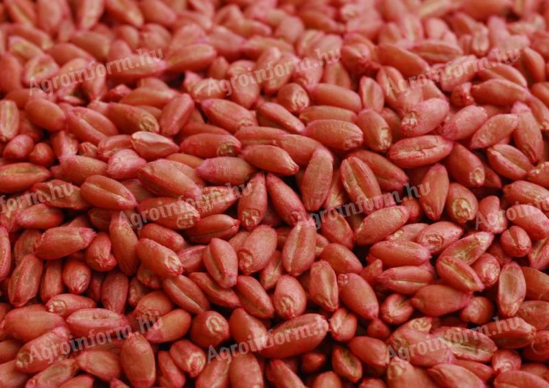 Wheat seeds for sale in Jászberény