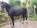 Half-blood gelding for sale