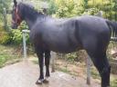 Half-blood gelding for sale