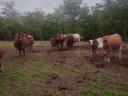 Cattle for sale