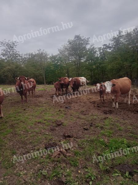 Cattle for sale