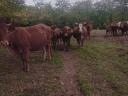 Cattle for sale