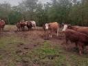 Cattle for sale