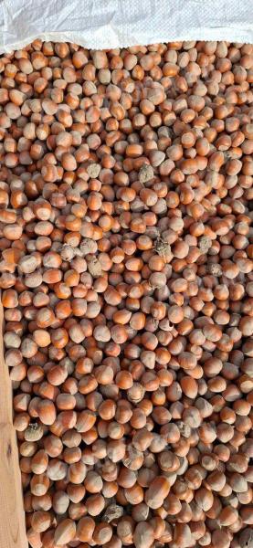 Hazelnuts, Roman variety for sale