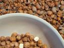 Hazelnuts, Roman variety for sale