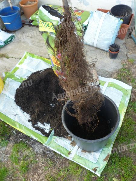 Container figs, several years old