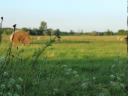 15 hectares of pasture and farmland for sale in Balástya