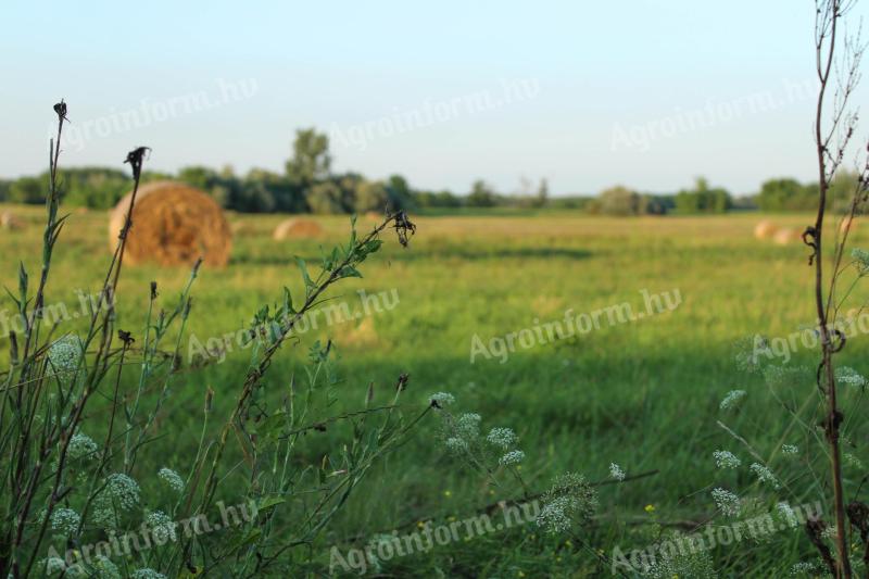 15 hectares of pasture and farmland for sale in Balástya