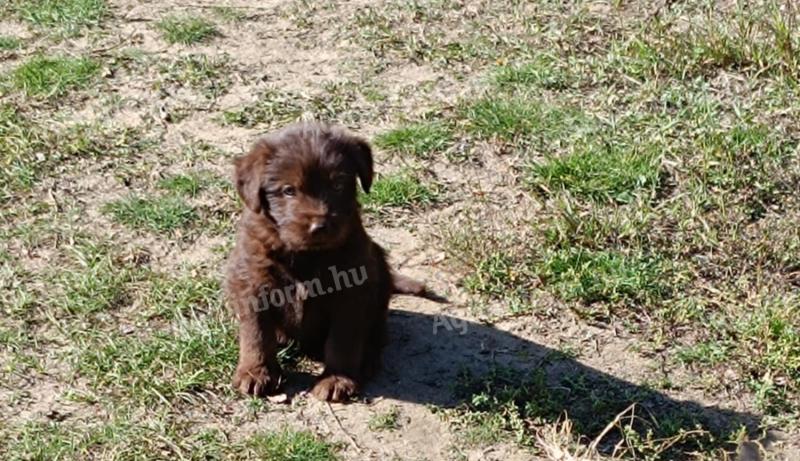 Štěňata od maminky typu Mudi mohou být odebrána zdarma