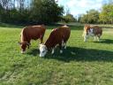 Hungarian cows for sale