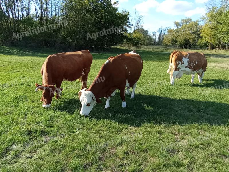 Hungarian cows for sale