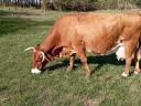 Hungarian cows for sale