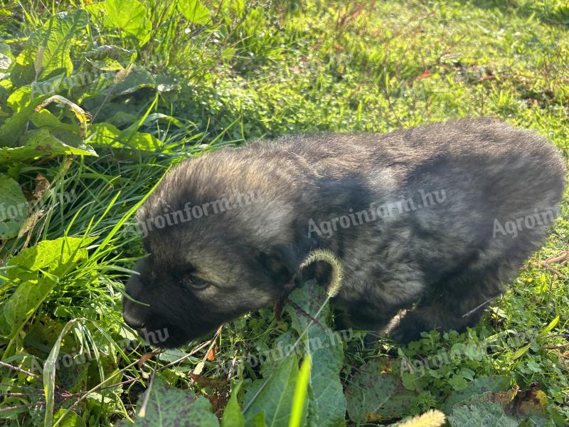 Sarplaninac mladički so lahko rezervirani