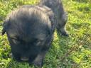 Sarplaninac puppies can be reserved