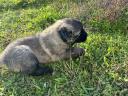 Sarplaninac puppies can be reserved