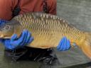 TOKAJI FISH: Extra veľký mladý kapor, priamo od výrobcu