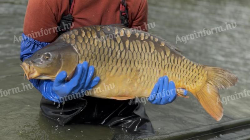 TOKAJI FISH: Extra veľký mladý kapor, priamo od výrobcu