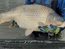 TOKAJI-FISCH: Extragroßer junger Karpfen, direkt vom Erzeuger