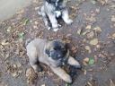 Caucasian puppies for sale