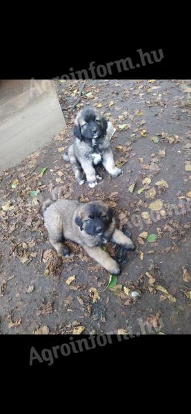 Caucasian puppies for sale