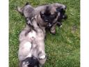 Caucasian puppies for sale