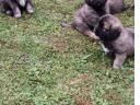 Caucasian puppies for sale