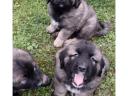 Caucasian puppies for sale