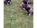 Caucasian puppies for sale