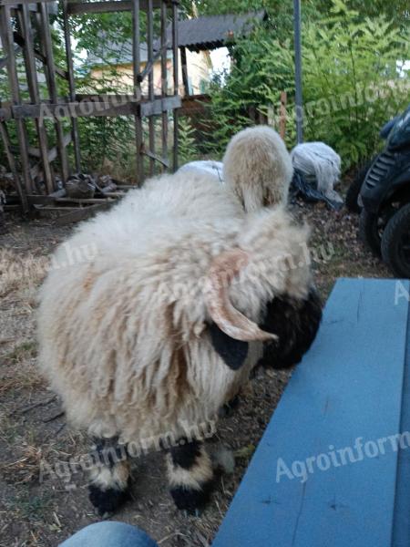 Un berbec Wallisi de vânzare