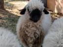 One Wallisi jerke lamb for sale