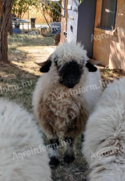 One Wallisi jerke lamb for sale