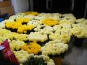 I sell chrysanthemums