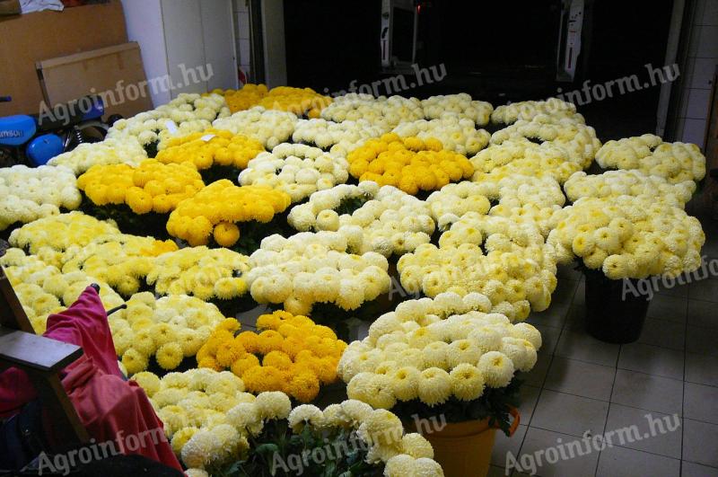 I sell chrysanthemums