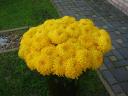 I sell chrysanthemums