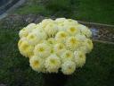 I sell chrysanthemums