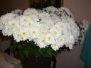 I sell chrysanthemums