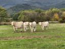 Charolais-Gulasch - andere Fleischprodukte - zu verkaufen