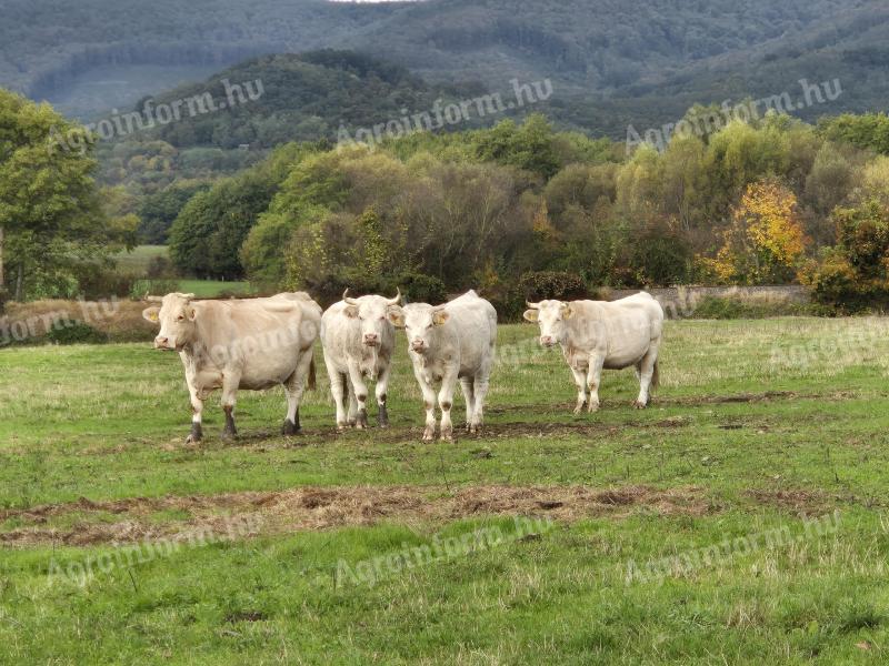 Charolais gulya - alte tipuri de carne - de vânzare