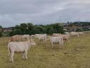 Charolais gulya - inne mięso - na sprzedaż