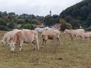 Charolais gulya - other meat - for sale