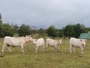 Charolais-Gulasch - andere Fleischprodukte - zu verkaufen