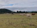 Charolais guláš - ostatné mäsové výrobky - predaj