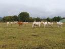 Charolais gulya - other meat - for sale