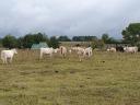 Charolais gulya - other meat - for sale