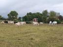 Charolais-Gulasch - andere Fleischprodukte - zu verkaufen