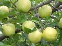 Goldener Apfel