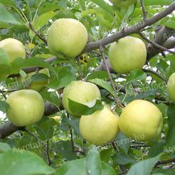 Goldener Apfel