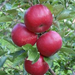 Idared apple